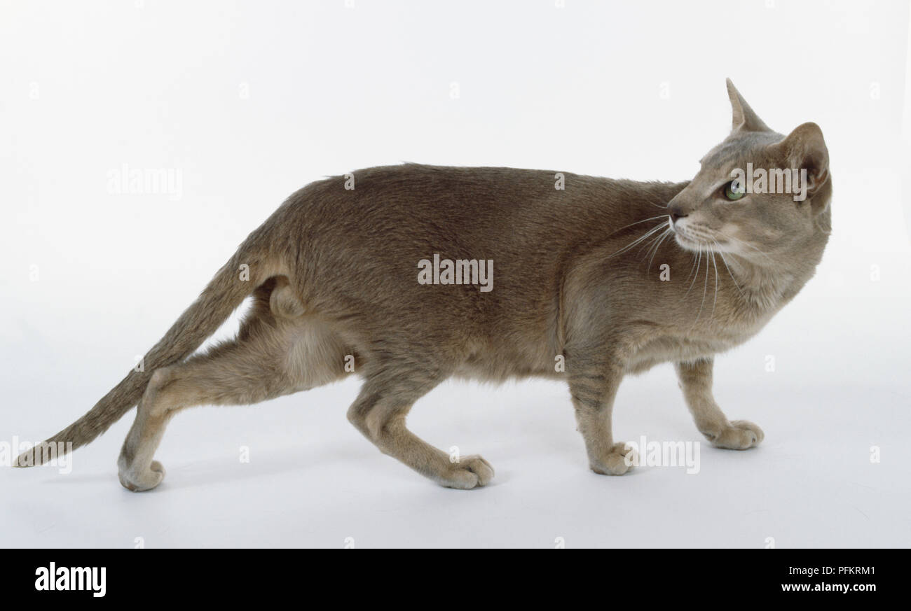 Caramel Ticked Oriental shorthaired cat with tabby stripes on legs