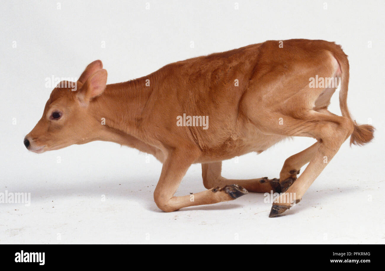 Newborn Jersey Calf trying to stand, front legs bending under body