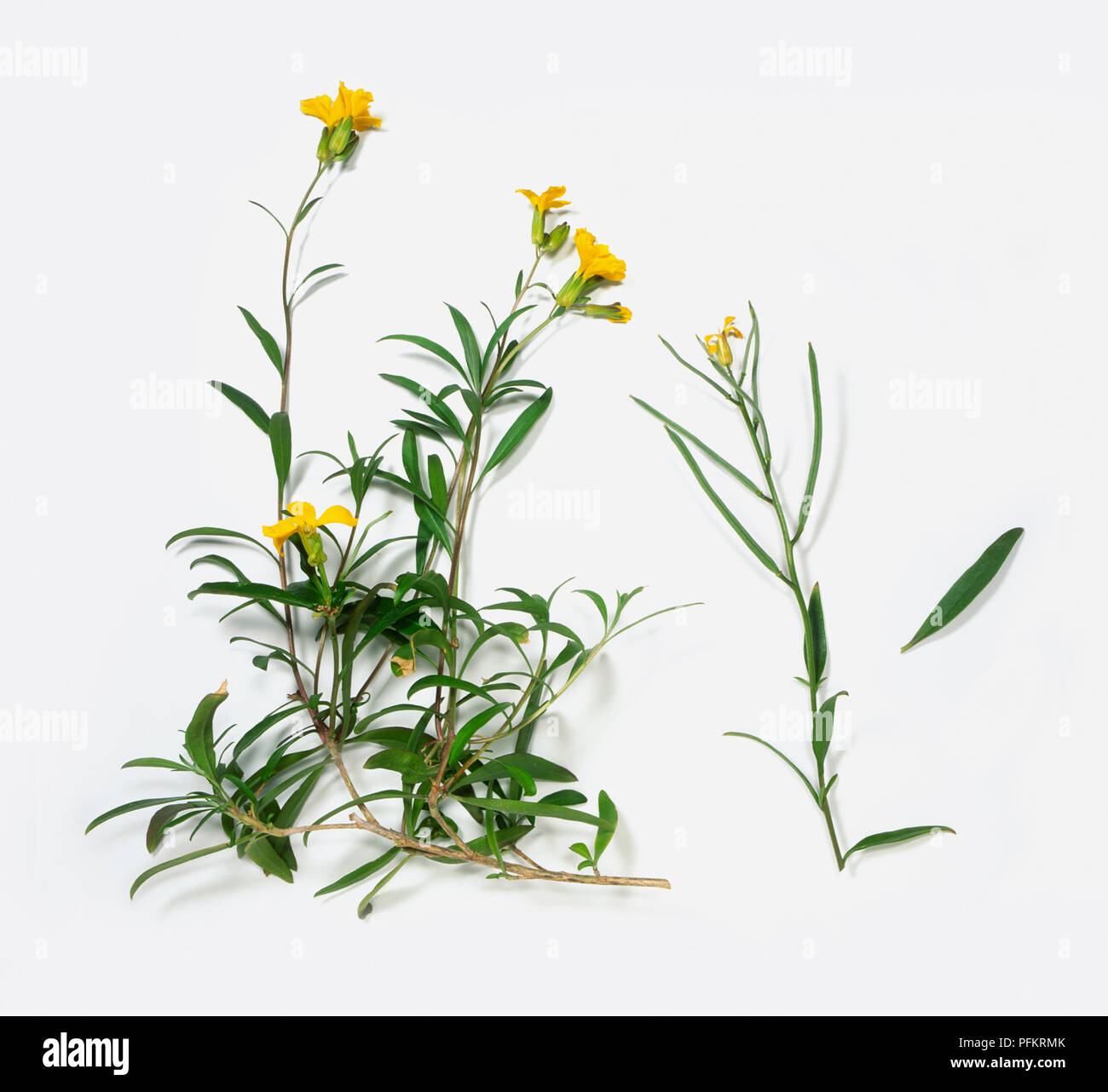Erysimum cheiri (Wallflower), stems and leaves of yellow wildflowers Stock Photo