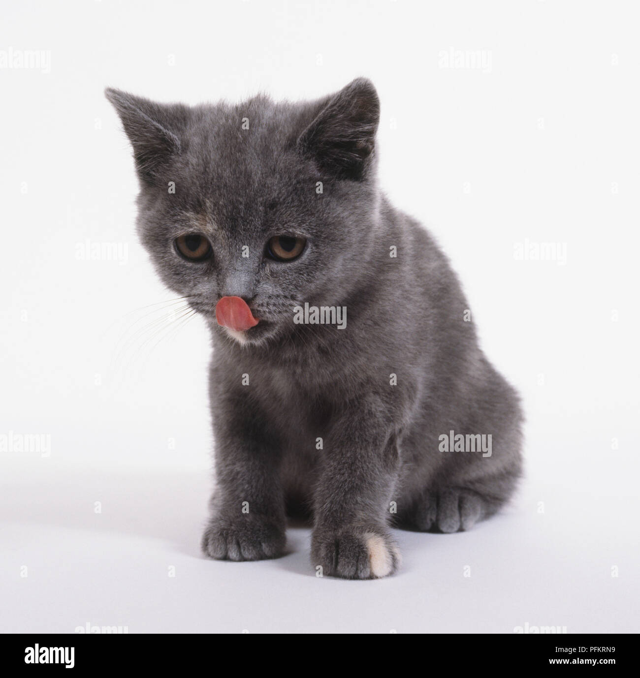 Blue Cream British Shorthair Cat Hi Res Stock Photography And Images Alamy