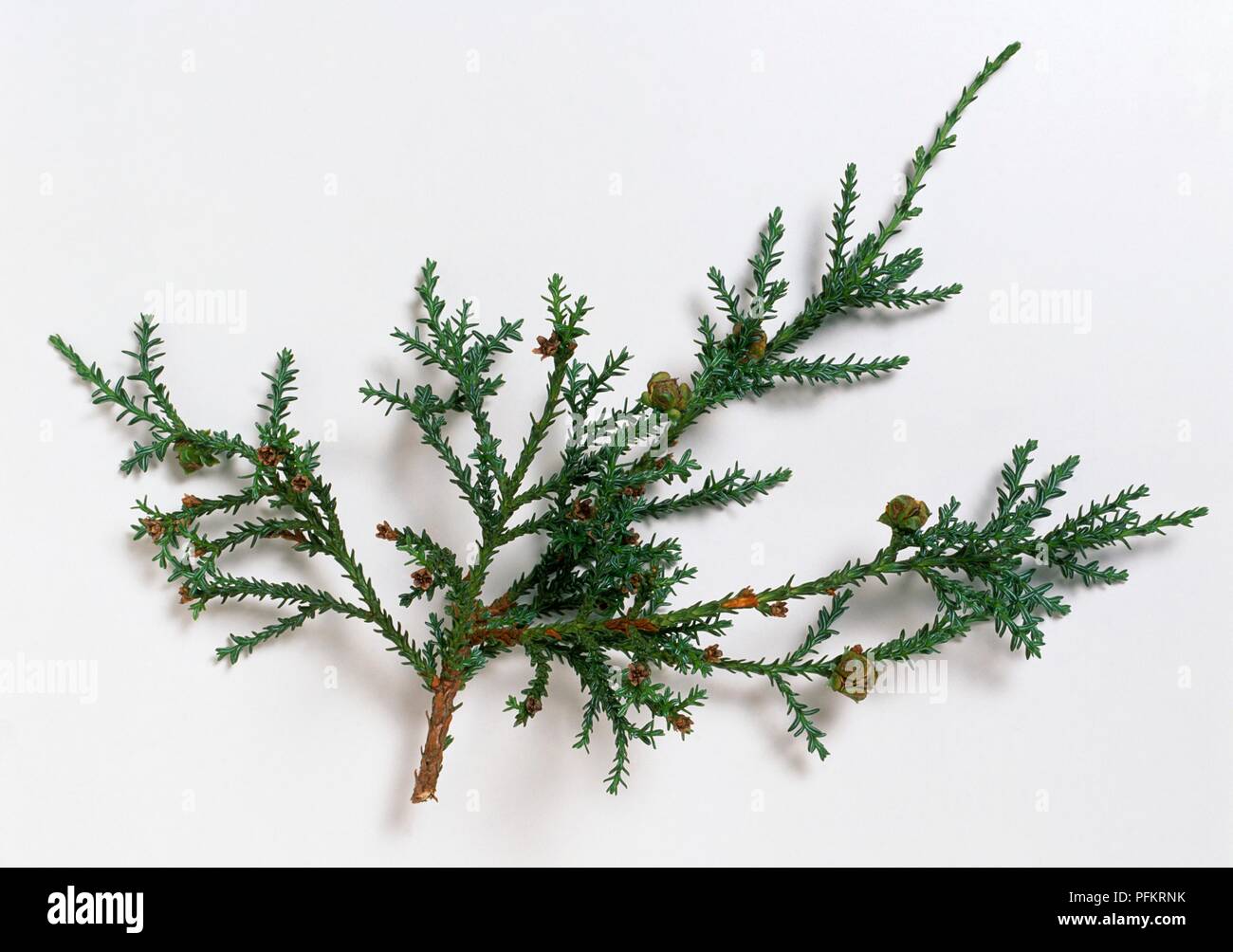 Fitzroya cupressoides (Patagonian cypress), twig with green leaves and cones Stock Photo