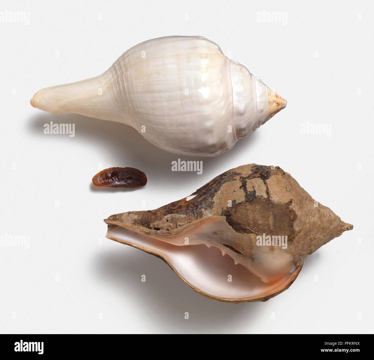 Indian Chank (Turbinella pyrum) shells Stock Photo