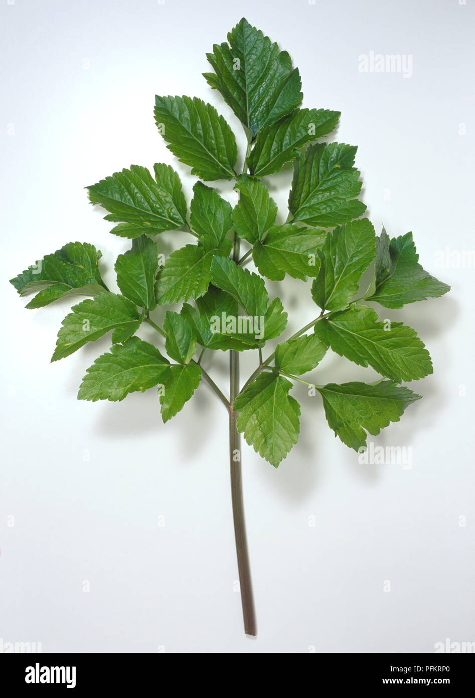 Smyrnium olusatrum, green bunch of leaves of alexanders or basal. Stock Photo