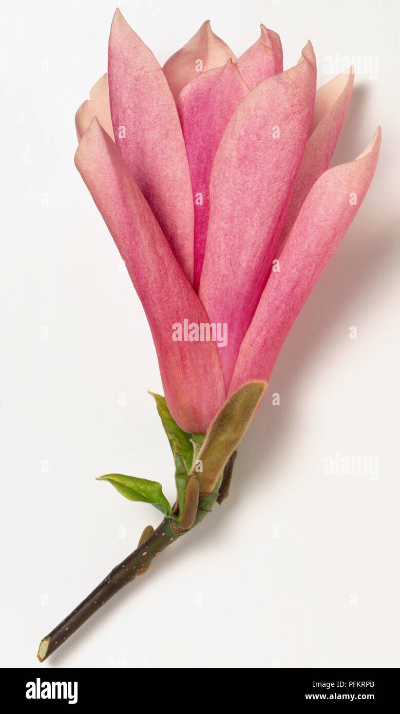 Magnoliaceae, Magnolia 'Heaven Scent', upright, vase-shaped pink flower, pointed tepals spreading slightly. Stock Photo