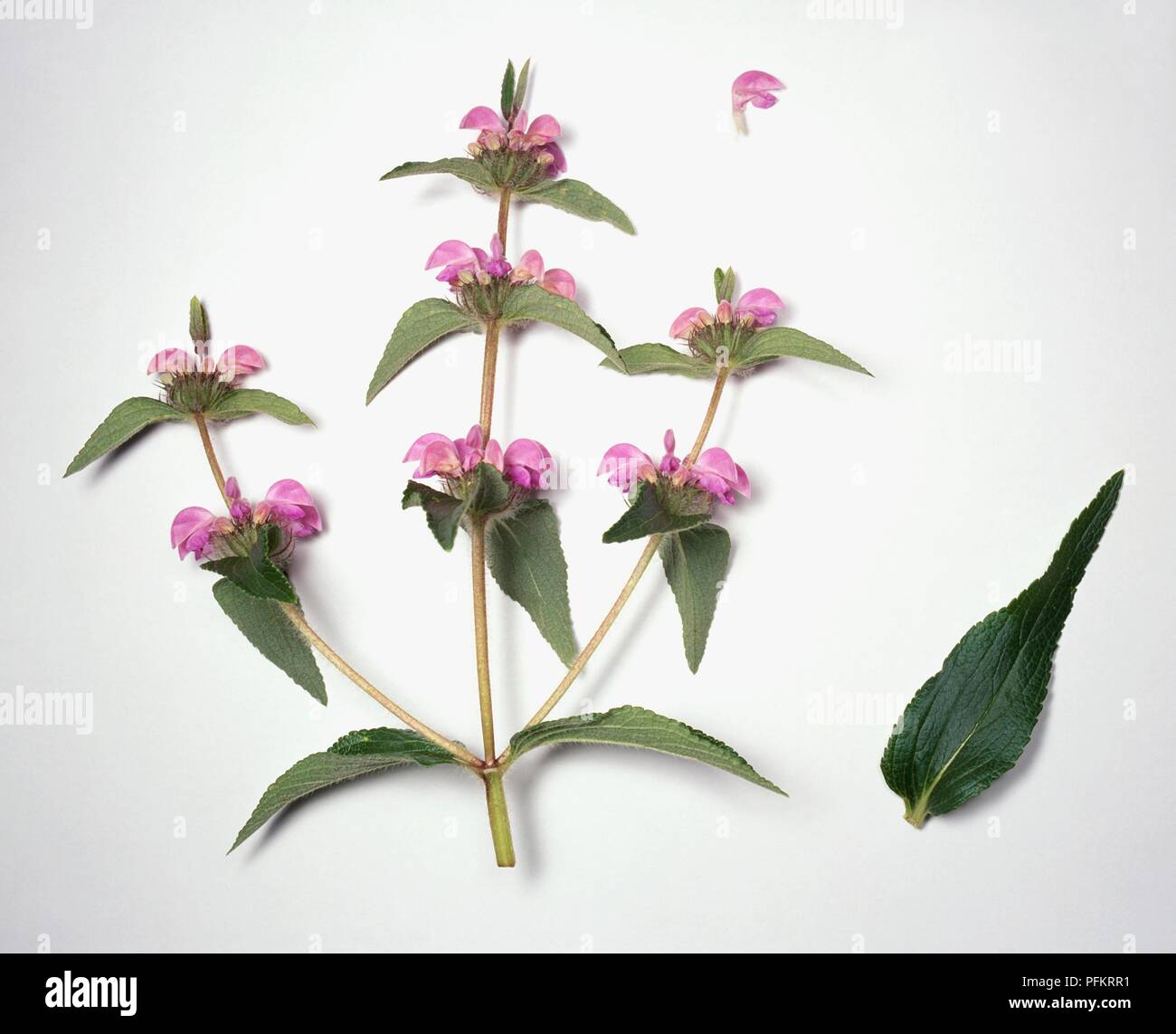 Phlomis herba-venti with small pink flowers and pointed green leaves on long, thin stems, and separate leaf Stock Photo
