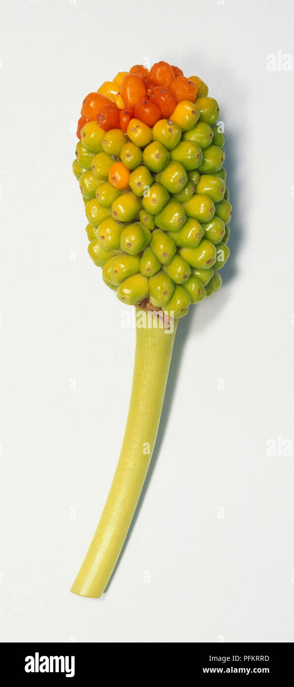 Arum italicum, upright stem bearing a terminal cluster of shiny green orange and red berries. Lords and Ladies Stock Photo