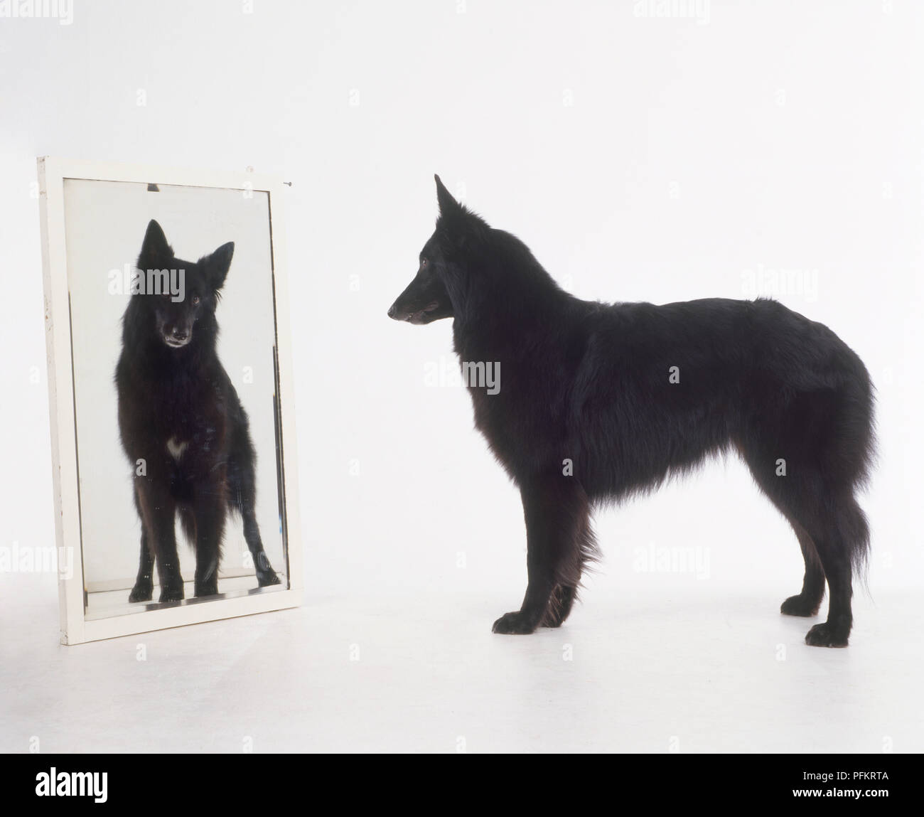 Black Long Haired German Shepherd Dog Looking Face To Face At