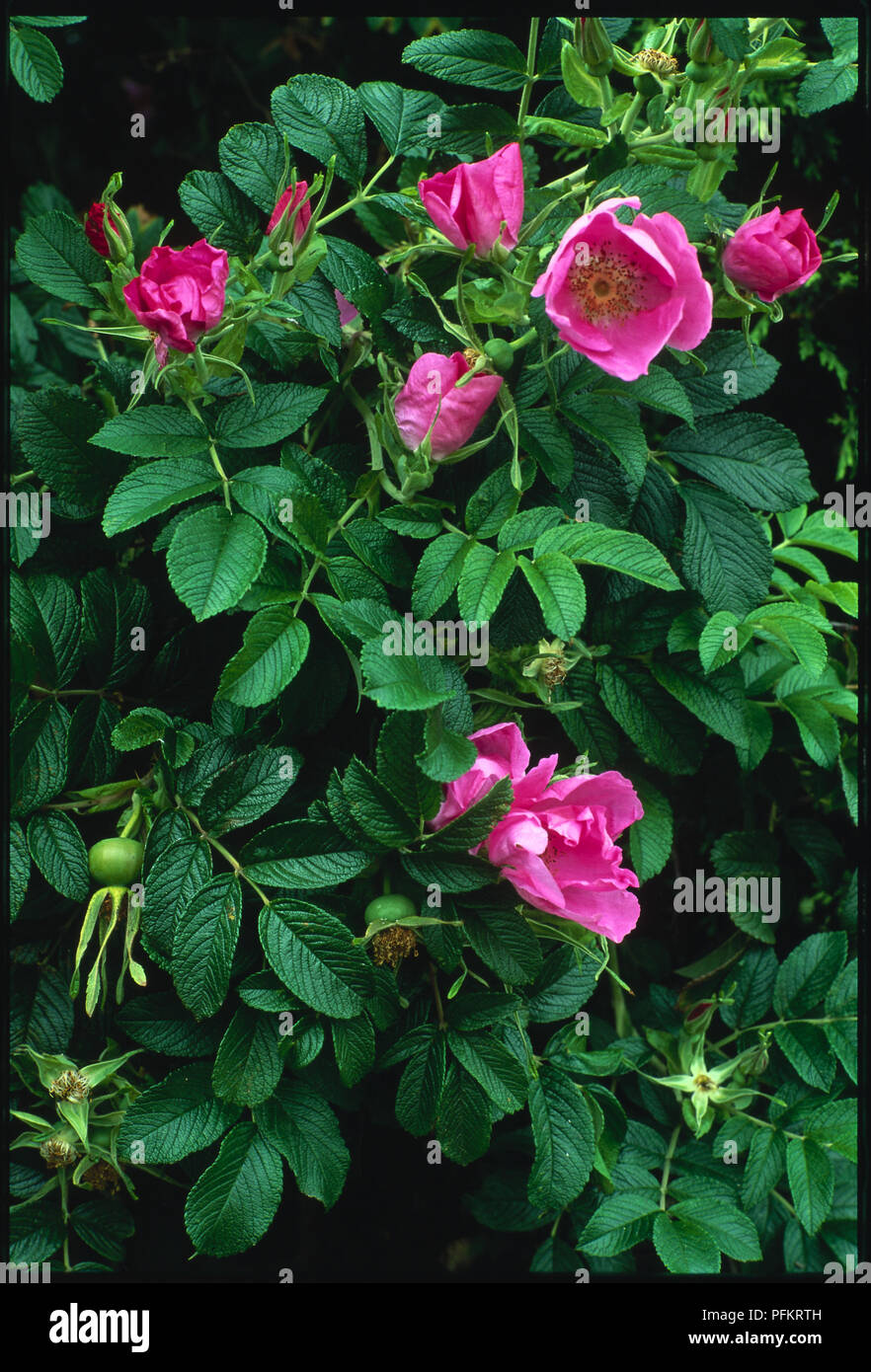 Pink flowers from Rosa rugosa var. rosea (Hedgehog Rose, Japanese Rose, Ramanans Rose) Stock Photo