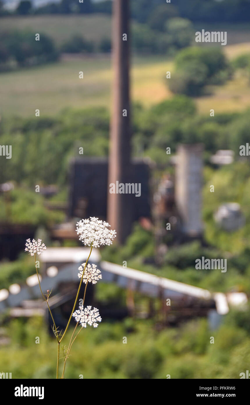 Small white flower growing on a spoil tip with the derelict buildings of the former Cwm colliery and coke ovens blurred in the background Stock Photo