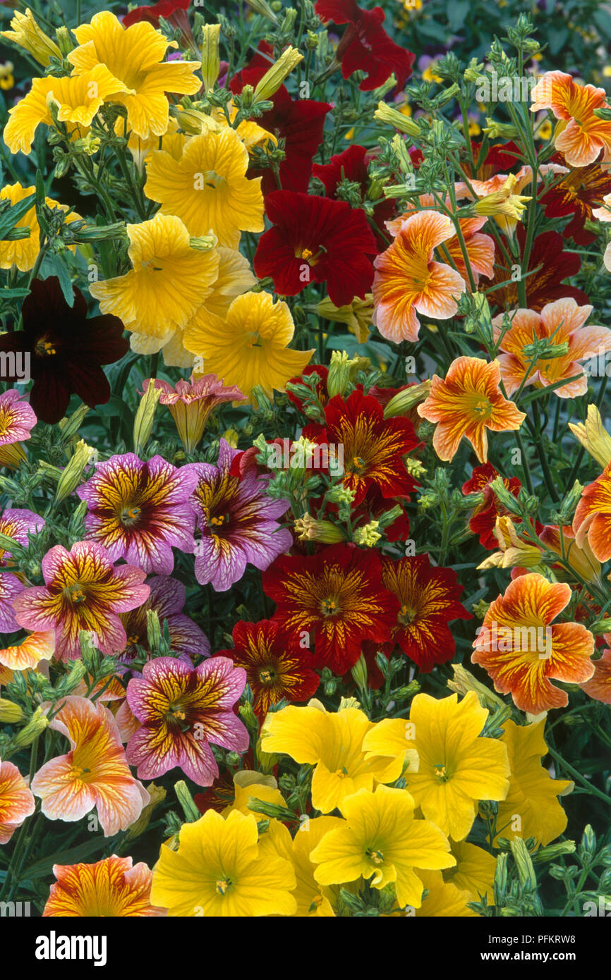 Different coloured flowers from Salpiglossis sinuata 'Casino Series' (Painted tongue), close-up Stock Photo