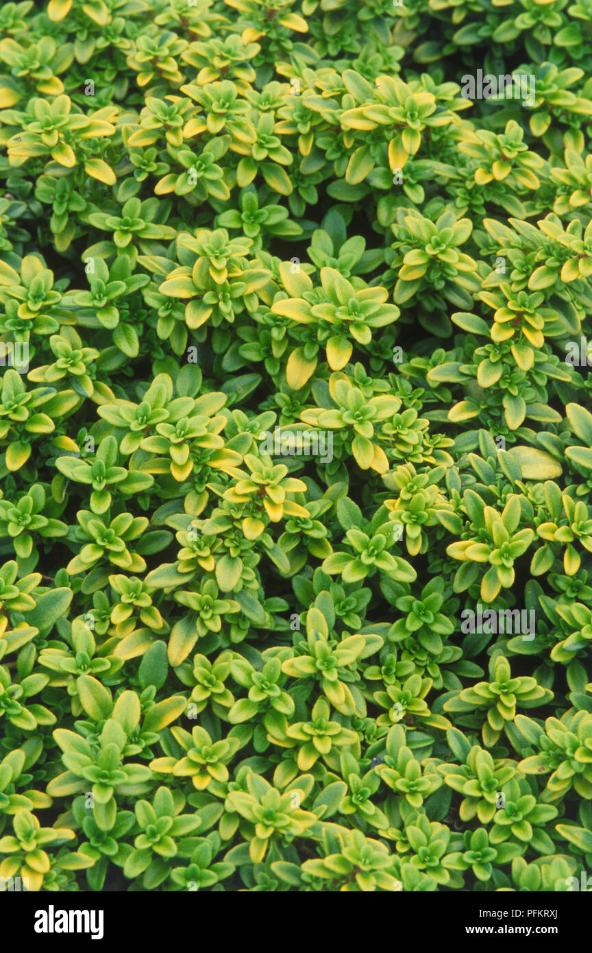 Green leaves of Thymus x citriodorus 'Bertram Anderson' (Lemon thyme), view from above Stock Photo