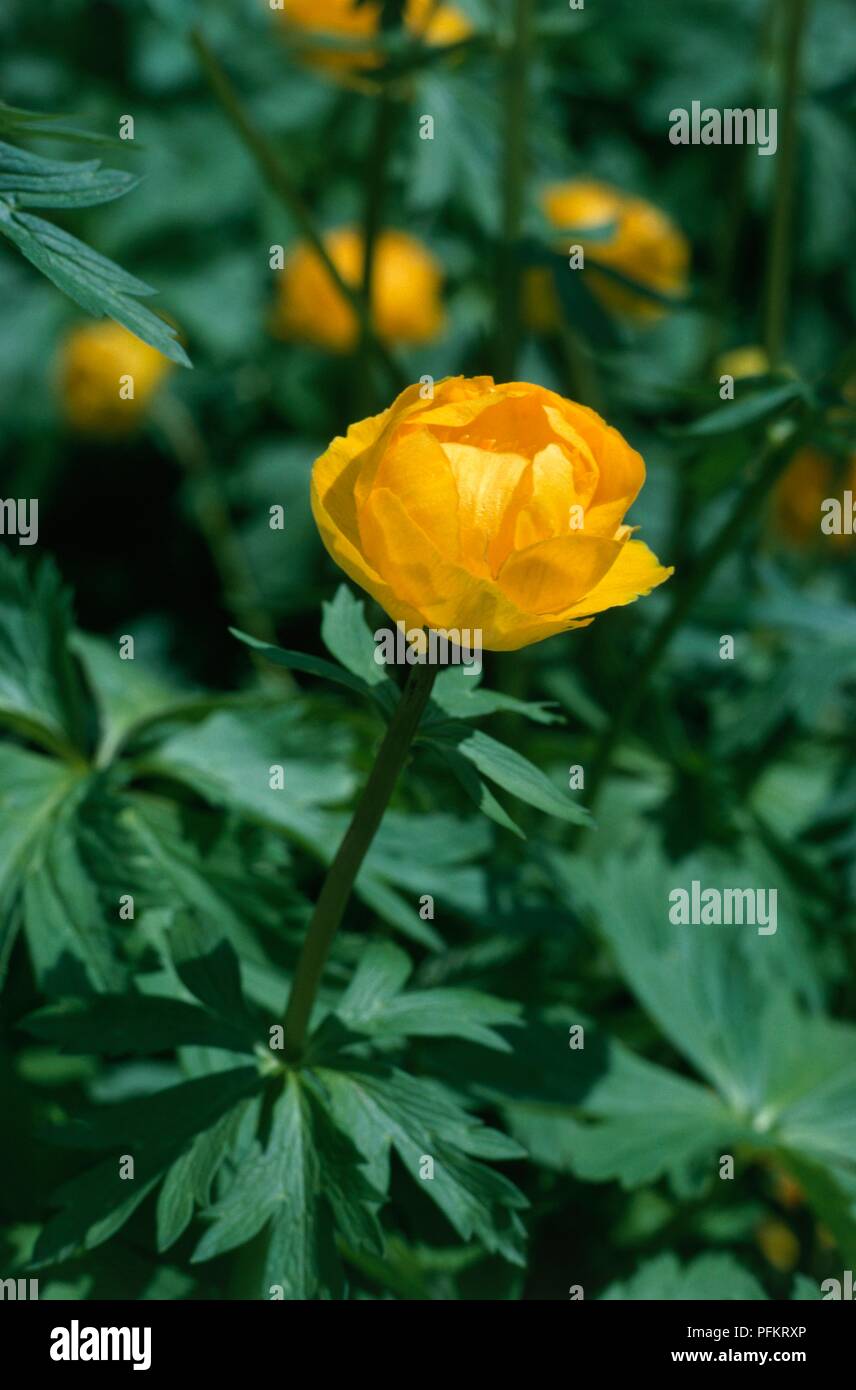 Yellow flower from Trollius x cultorum 'Orange Princess' (Globeflower), close-up Stock Photo