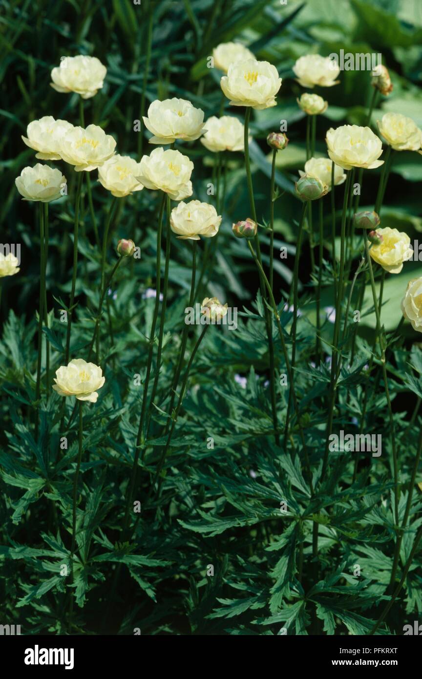 Stems of pale yellow flowers from Trollius x cultorum 'Alabaster' (Globeflower) Stock Photo