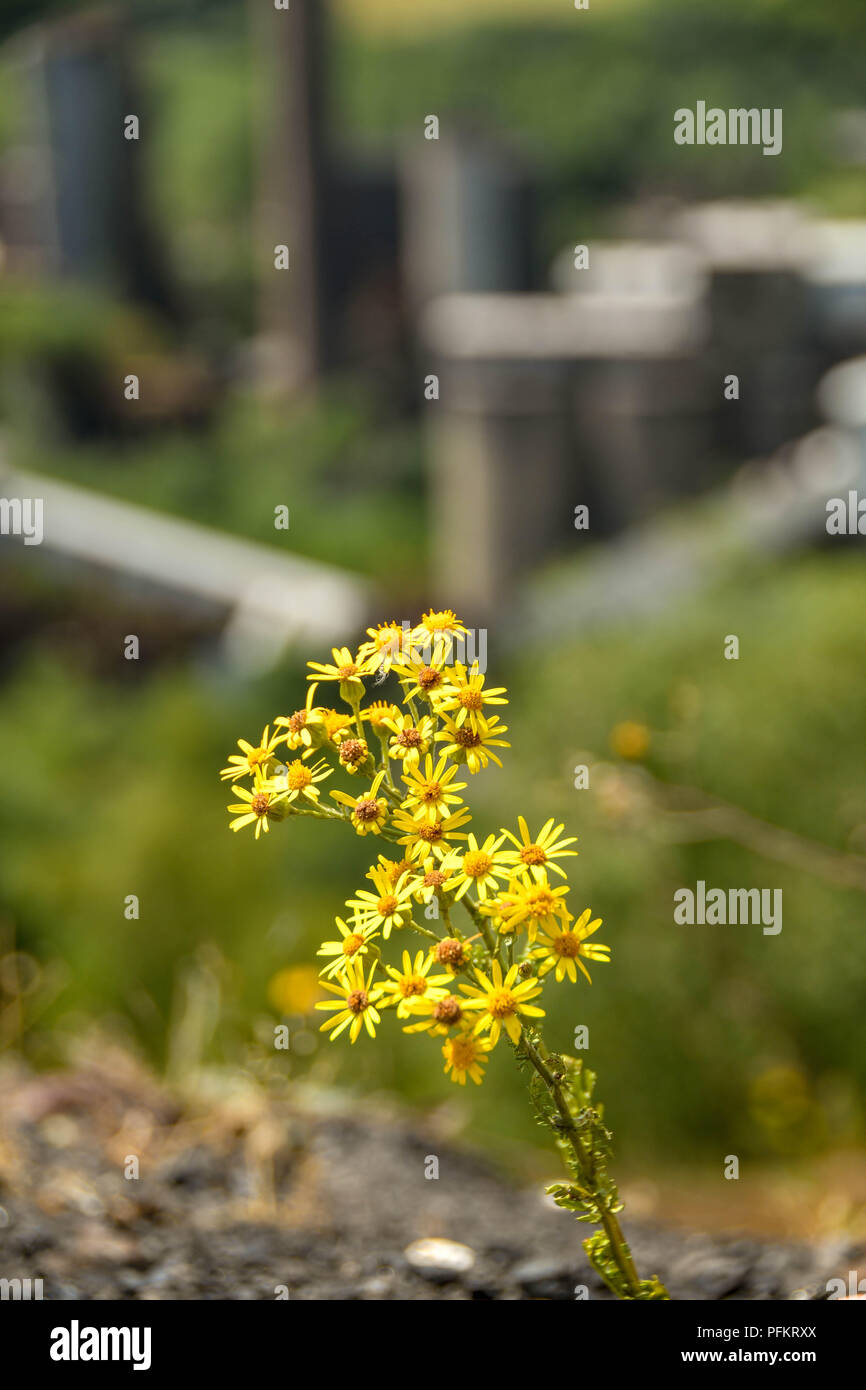 Small yellow flower growing on a spoil tip with the derelict buildings of the former Cwm colliery and coke ovens blurred in the background Stock Photo
