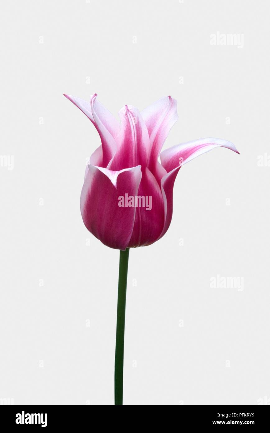 Pink and white flower from Tulipa 'Ballade' (Tulip) Stock Photo