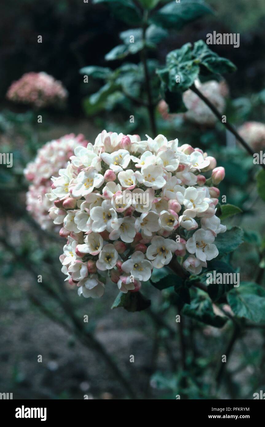 Cluster of white and pink flowers from Viburnum x carlcephalum Stock Photo