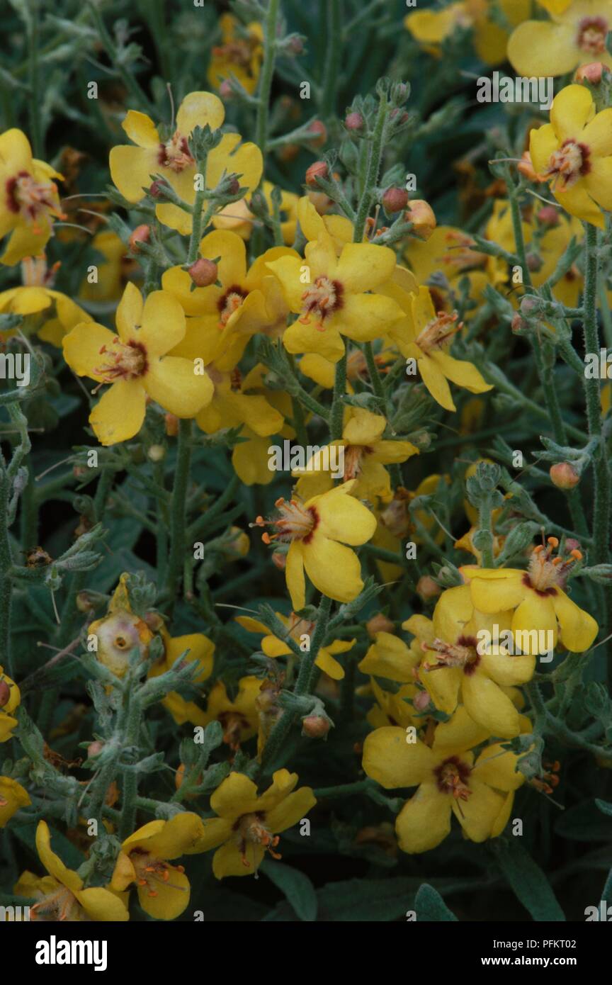 Yellow flowers from Verbascum 'Letitia' (Mullein), close-up Stock Photo