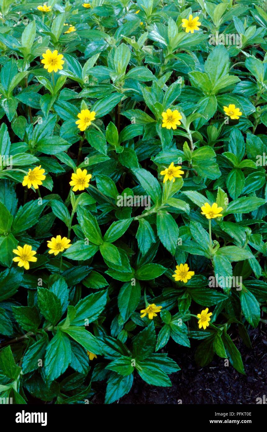 Leaves and yellow flowers from Wedelia trilobata, also known as Sphagneticola trilobata (Bay Biscayne creeping oxeye) Stock Photo