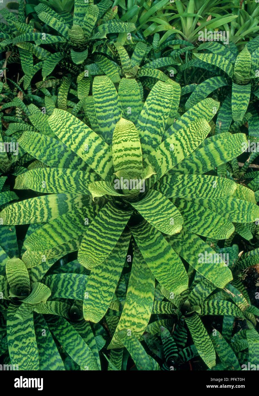 Vriesea hieroglyphica, a type of bromeliad with striped green leaves Stock Photo