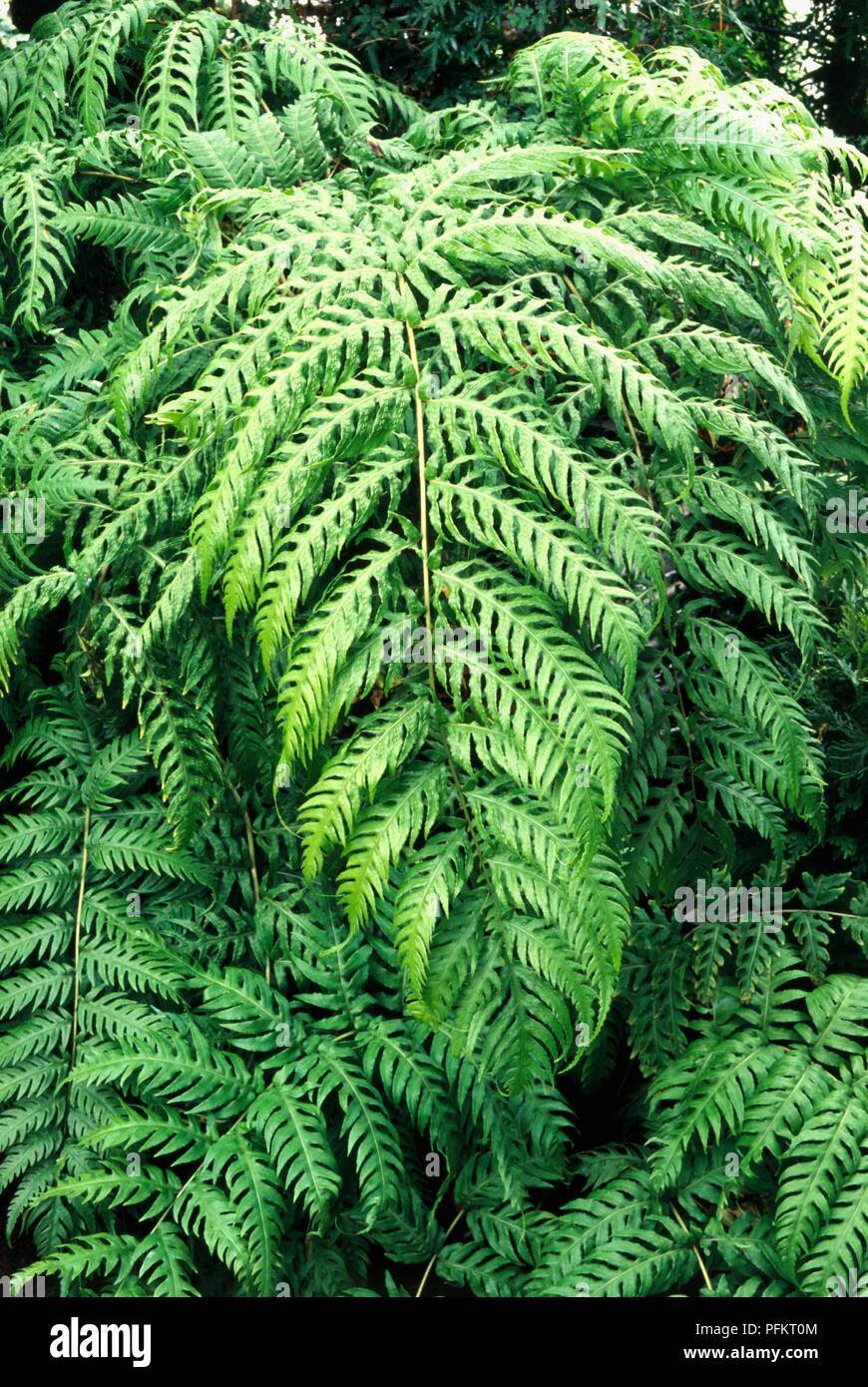 Leaves from Woodwardia radicans (European chain fern) Stock Photo