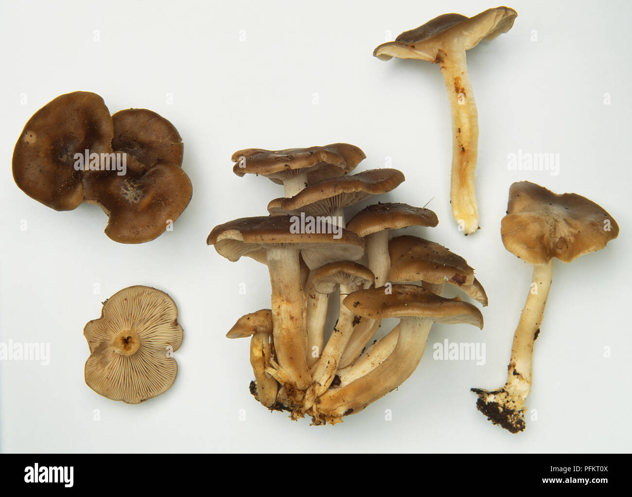 Clustered Grey Gill Mushroom, Lyophyllum decastes. Stock Photo