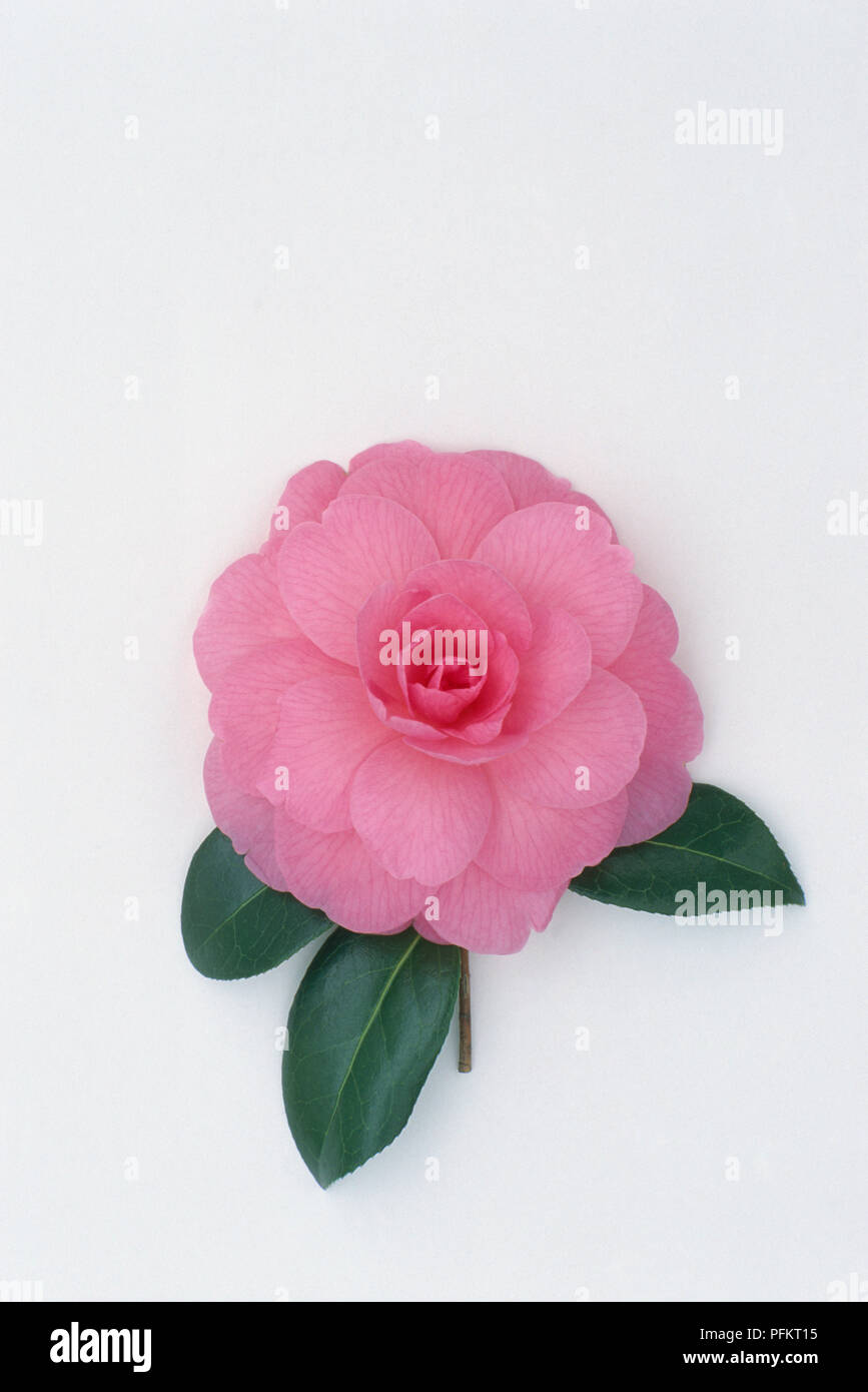 Pink flower head and leaves from Camellia x williamsii 'Dream Boat', close-up Stock Photo