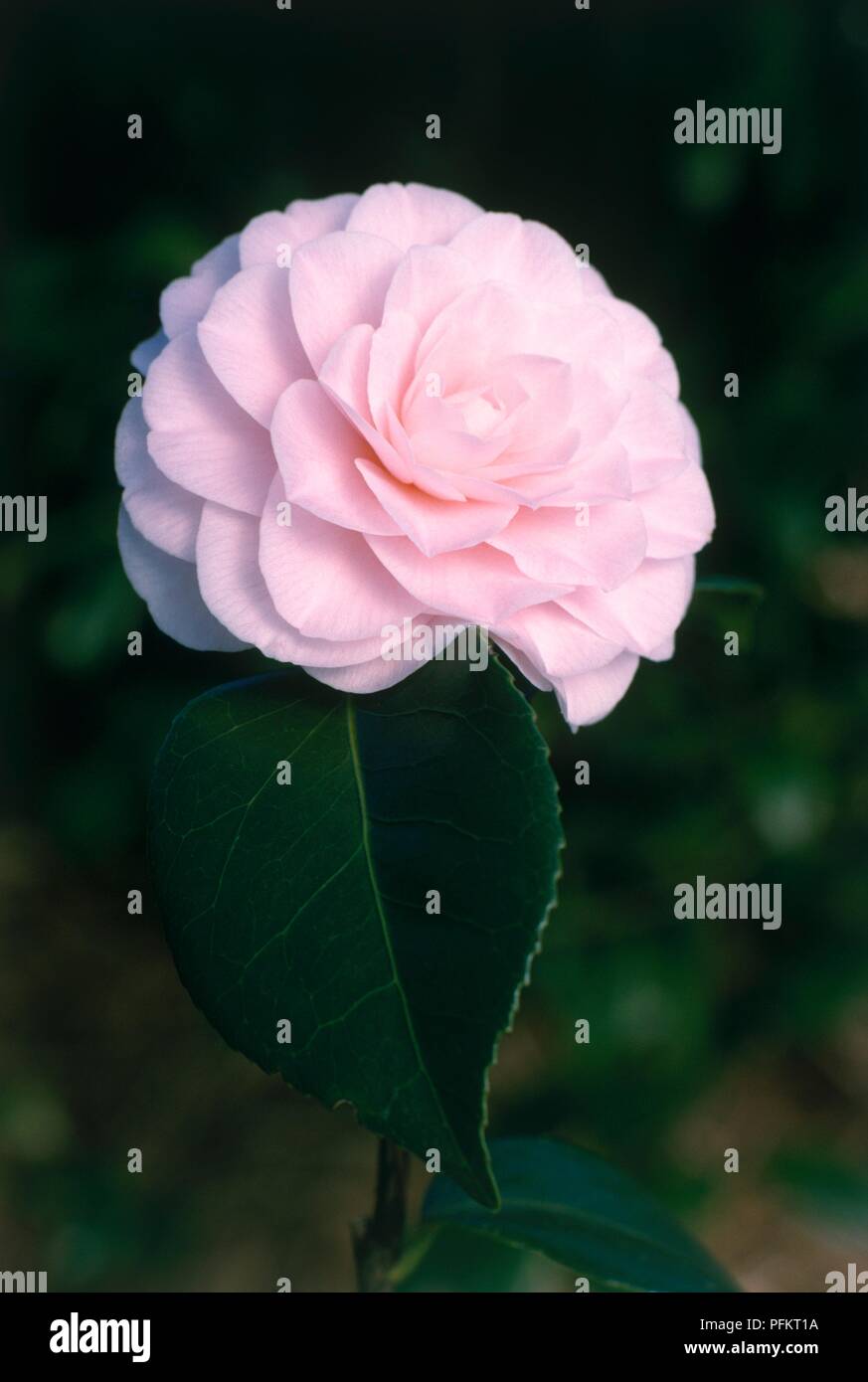 Camellia japonica 'Ave Maria' (Japanese Camellia), pink flower and green leaf Stock Photo