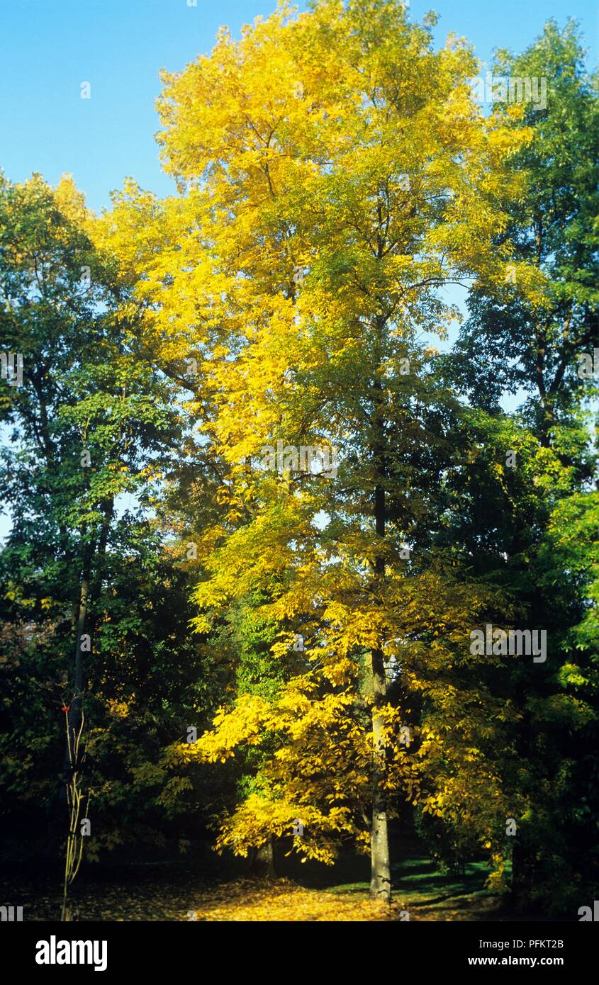 Bitternut Hickory High Resolution Stock Photography And Images Alamy