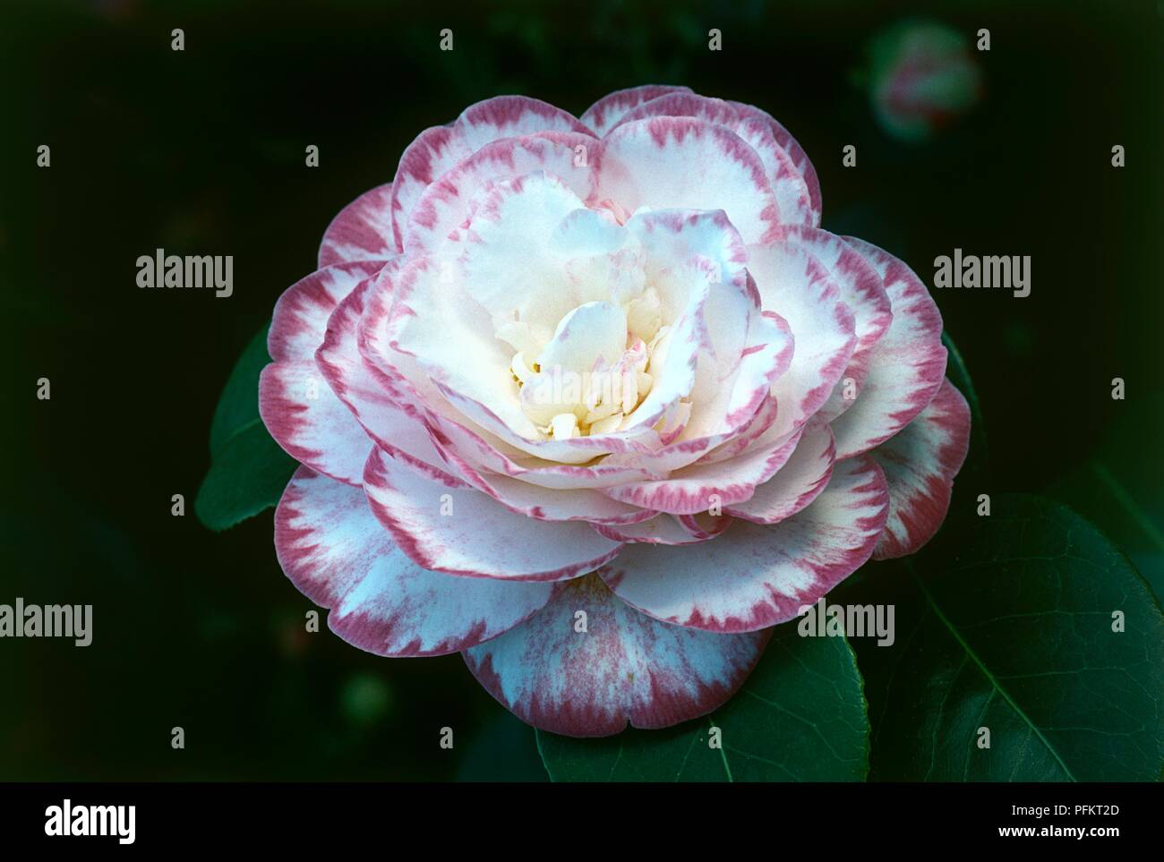 Flower from Camellia japonica 'Margaret Davis Picotee' (Japanese camellia) Stock Photo