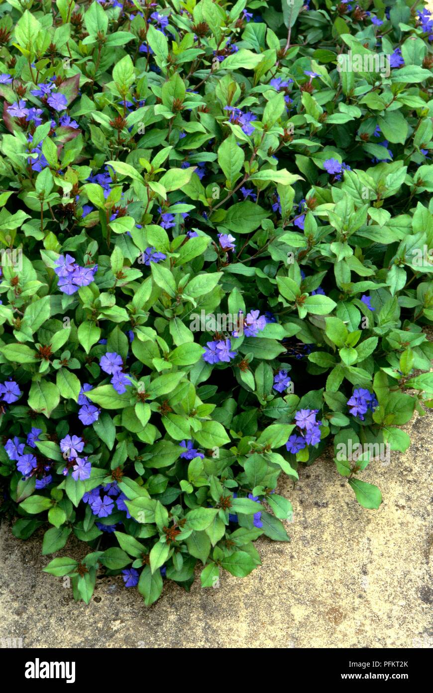 Blue flowers and green leaves from Ceratostigma plumbaginoides (Plumbago), forming border Stock Photo