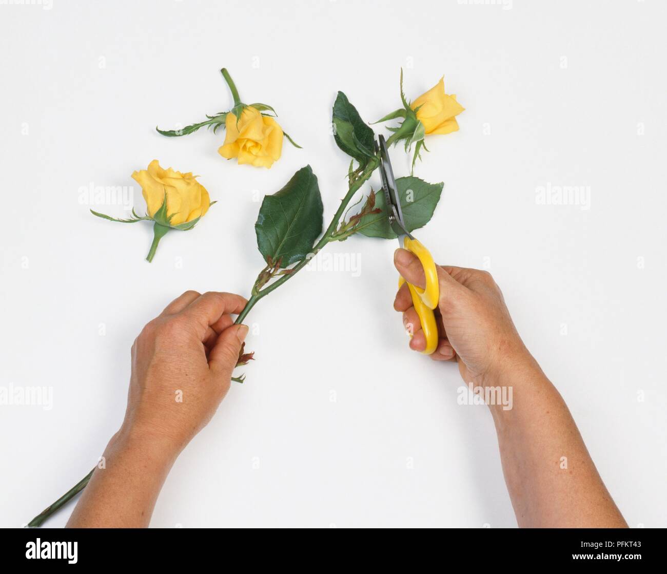 Hands cutting off yellow rose flower head of stem using scissors, two cut flower heads nearby, close-up Stock Photo