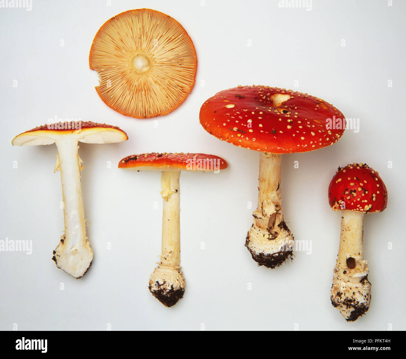 Amanita muscaria gill hi-res stock photography and images - Alamy