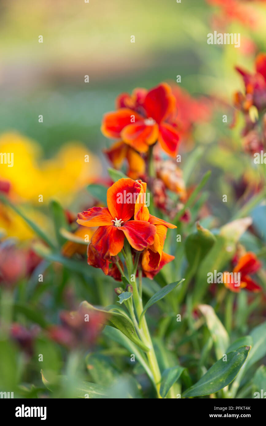 Fire king wallflower hi-res stock photography and images - Alamy