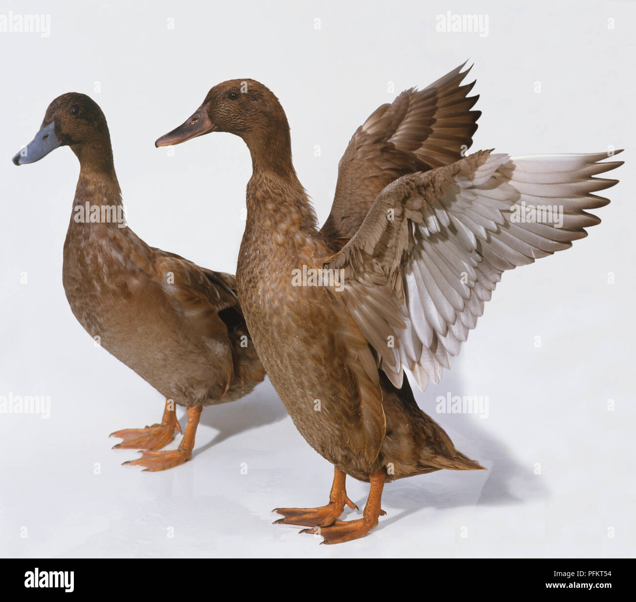 Duck opening its wings Stock Photo