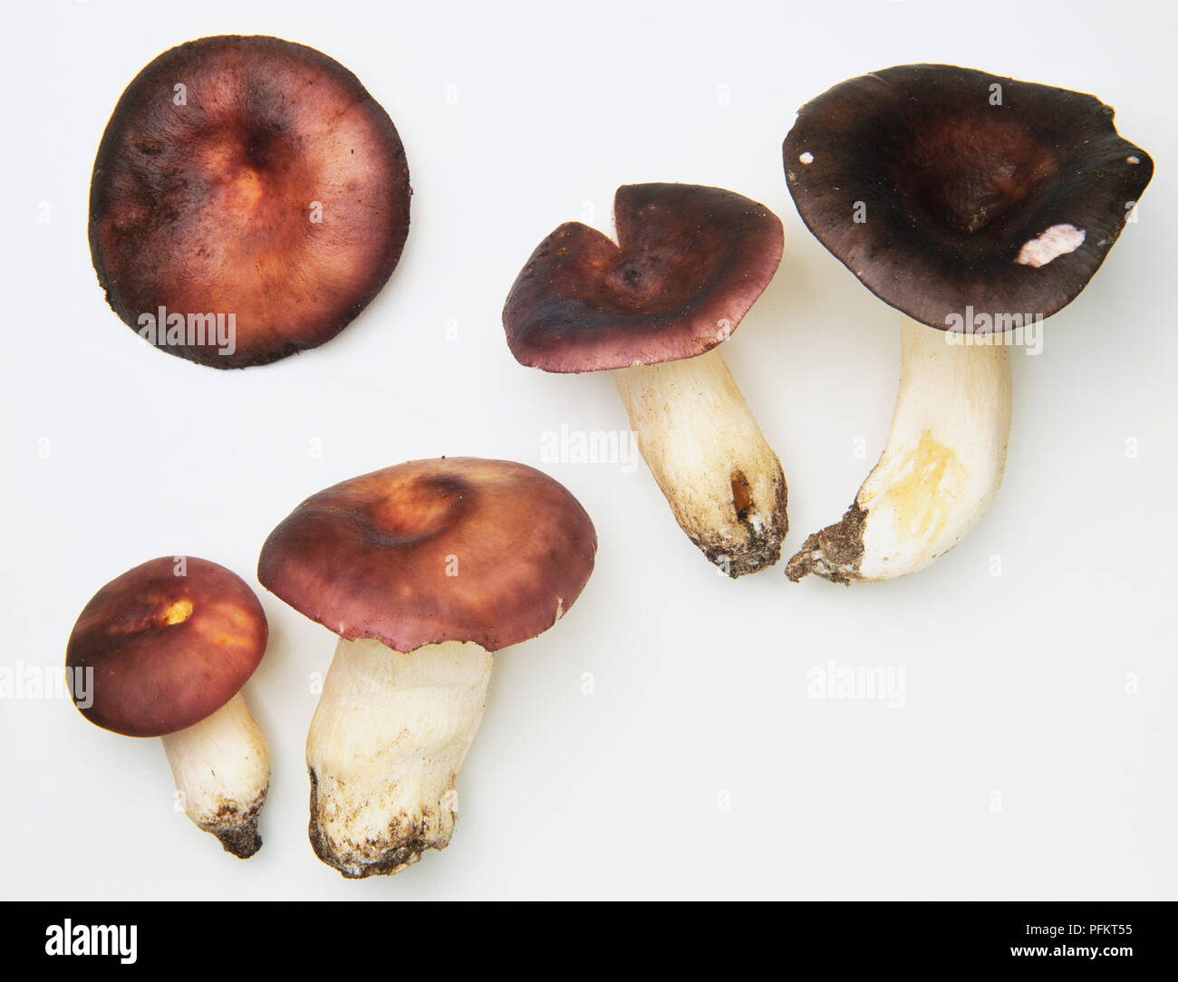 Charcoal Burner Mushroom, Russula cyanoxantha Stock Photo Alamy
