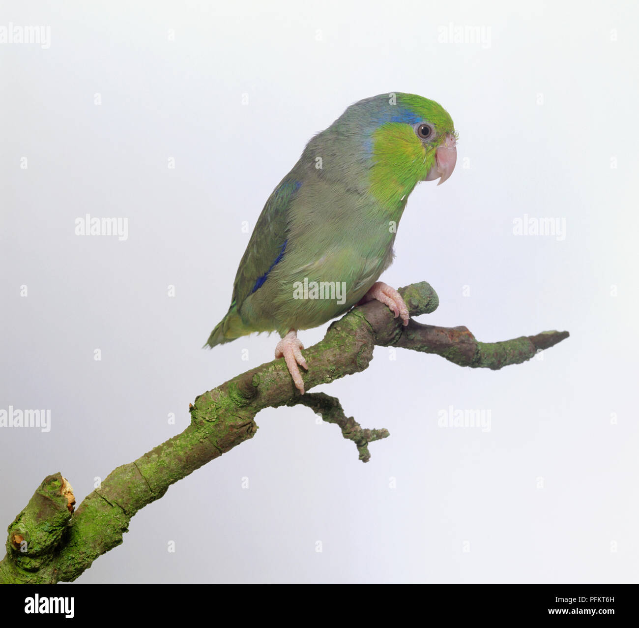 Pacific parrotlet (Forpus coelistis), small green and blue parrot sitting on a branch, side view Stock Photo