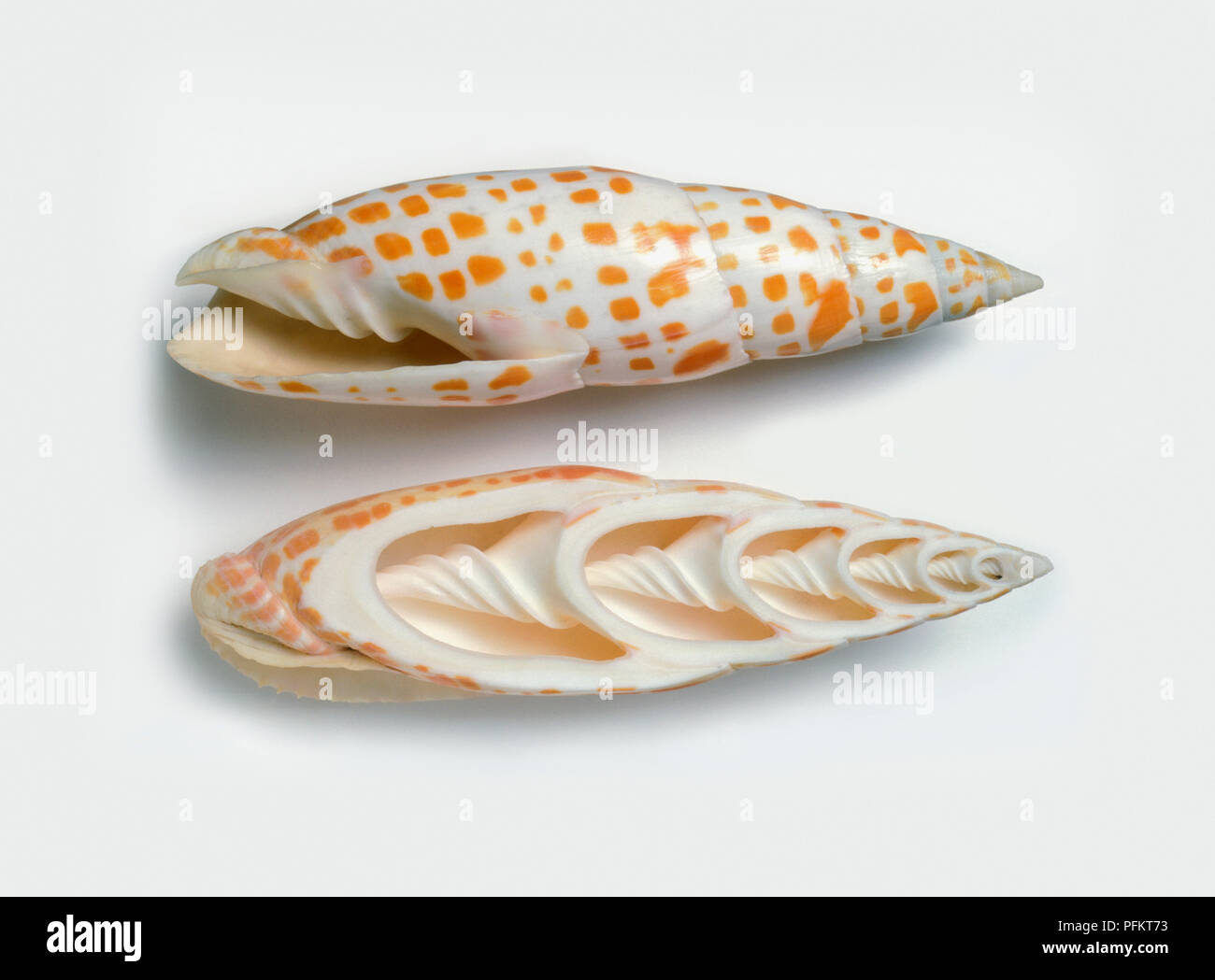 Top and underside view of Episcopal mitre shell (Mitra mitra) Stock Photo
