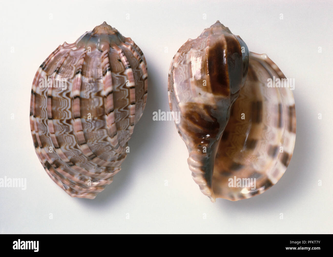 Major Harp (Harpa major), shells Stock Photo