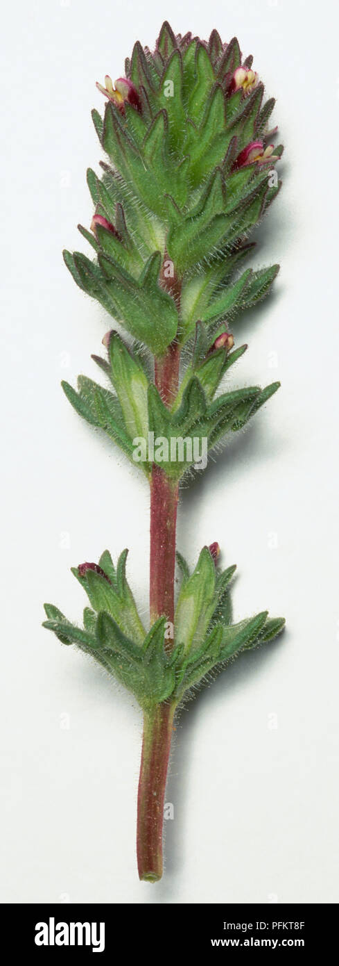 Southern Red Bartsia. Hemi-parasite. Taps into root system of other plants for water and minerals Stock Photo