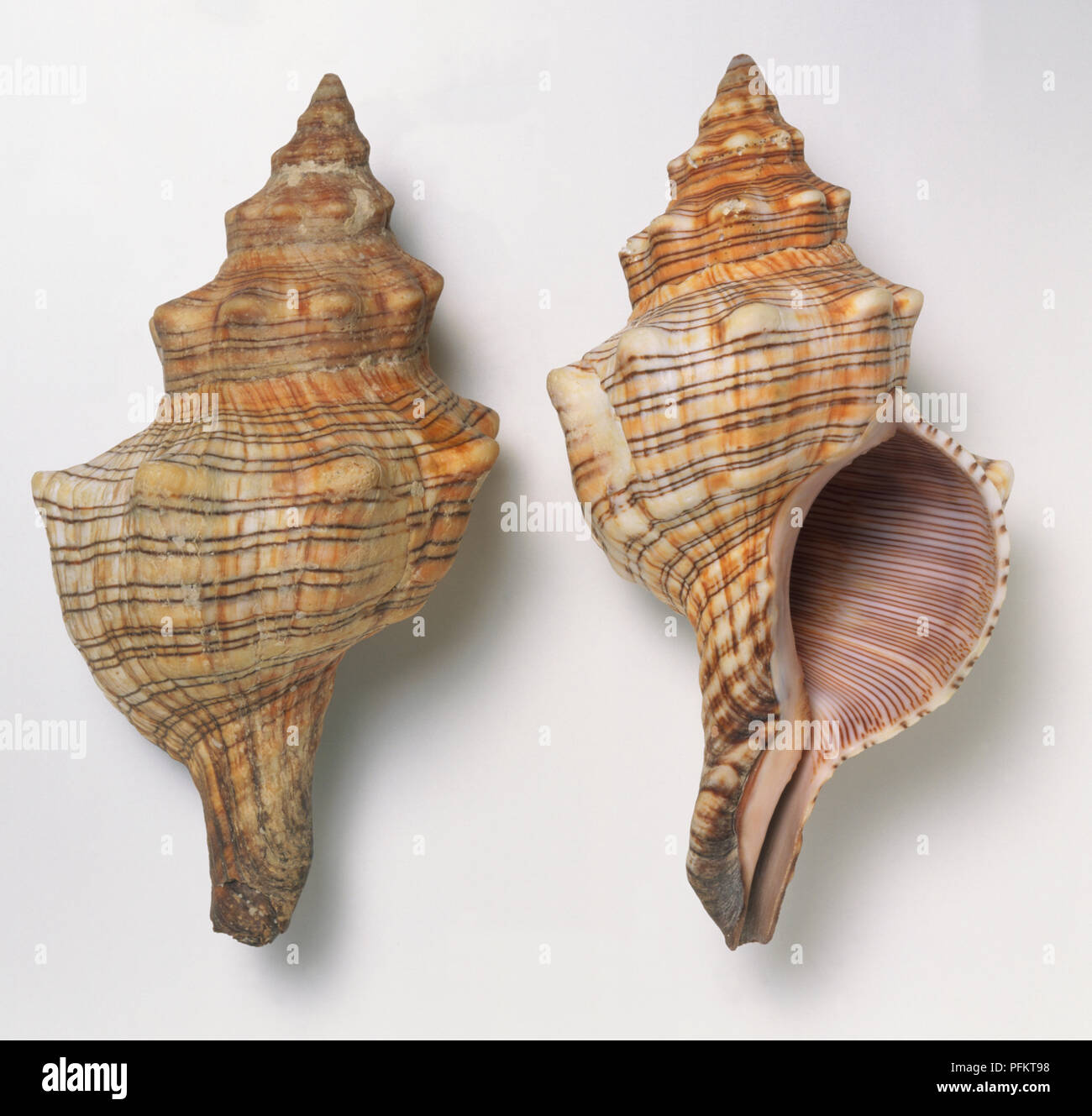 Pleuroploca trapezium, overhead and underside view of two trapezium horse conch shell, large body shell with spiral rows with strong growth ridges, red cream colour with thin brown lines. Stock Photo