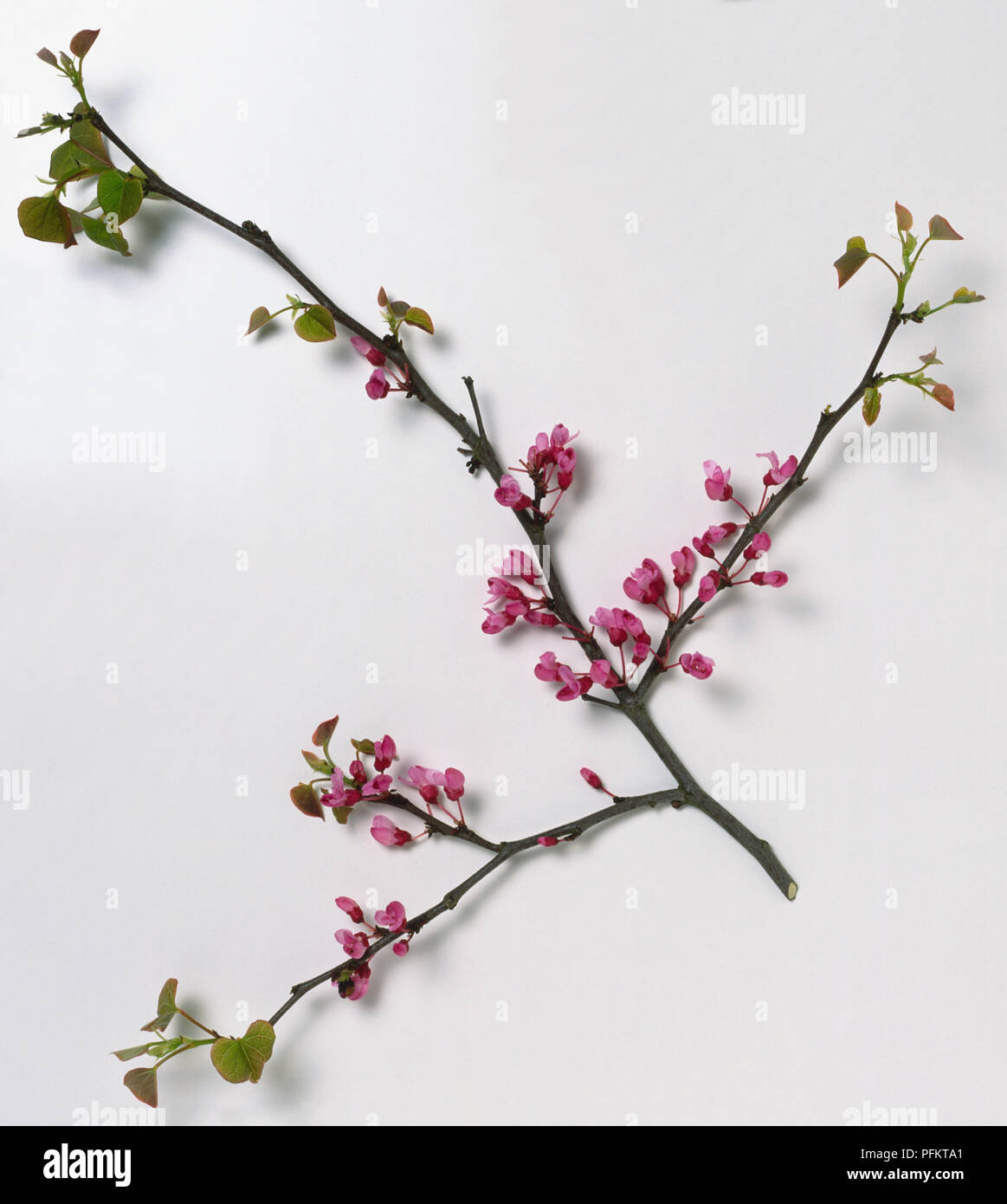 Leguminosae, Cercis canadensis, Eastern Rosebud, dark stem with young leaves emerging, and small, pea-like, pink flowers borne in cluster along old shoot. Stock Photo