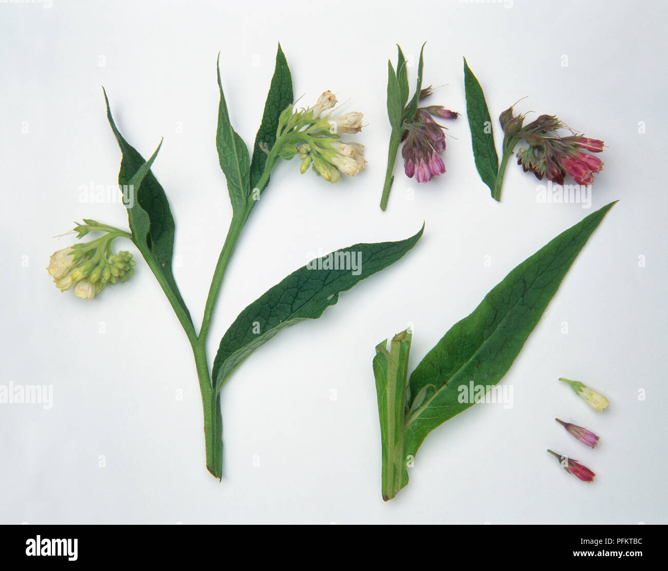 Leaves and range of different coloured flowers from Symphytum officinale (Comfrey), close-up Stock Photo