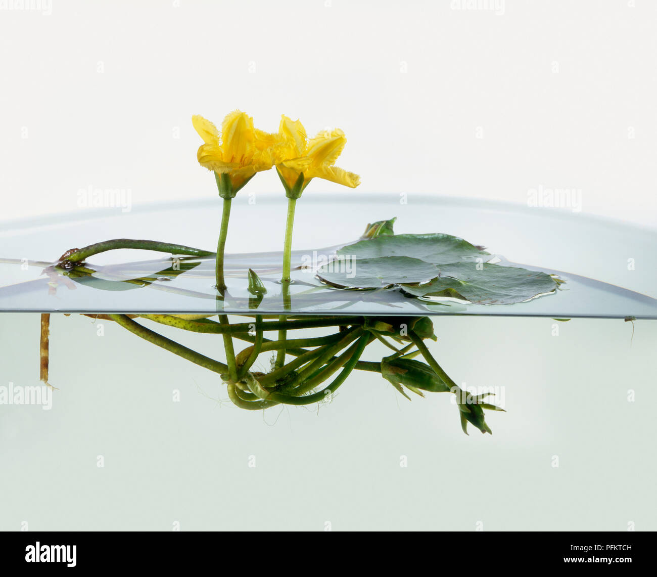 Yellow flowers from Nymphoides peltata (Fringed water lily) with underwater roots, close-up Stock Photo