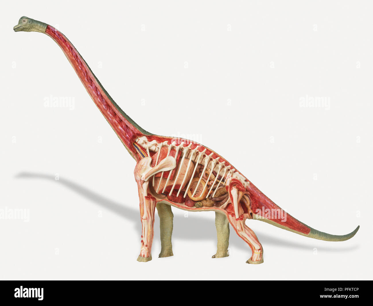 Internal anatomy of female Brachiosaurus Stock Photo