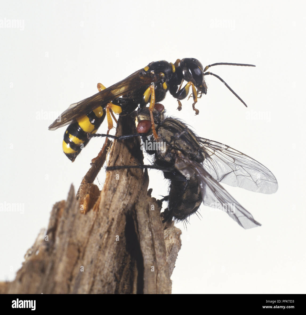 Field Digger Wasp Mellinus Arvensis Capturing Fly Close Up Stock