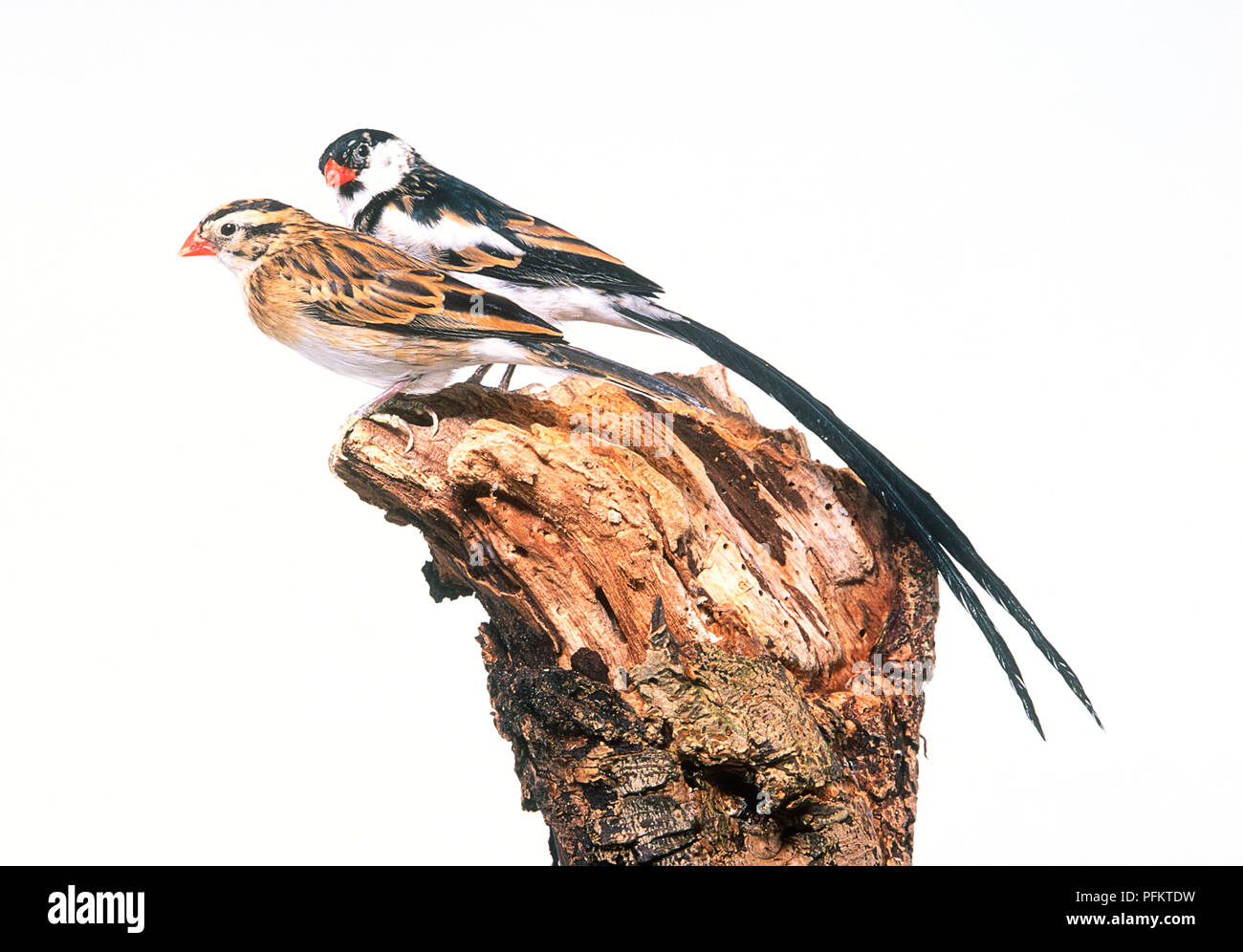 Pin-tailed whydah (Vidua macroura), male and female perching side by side on tree stump Stock Photo