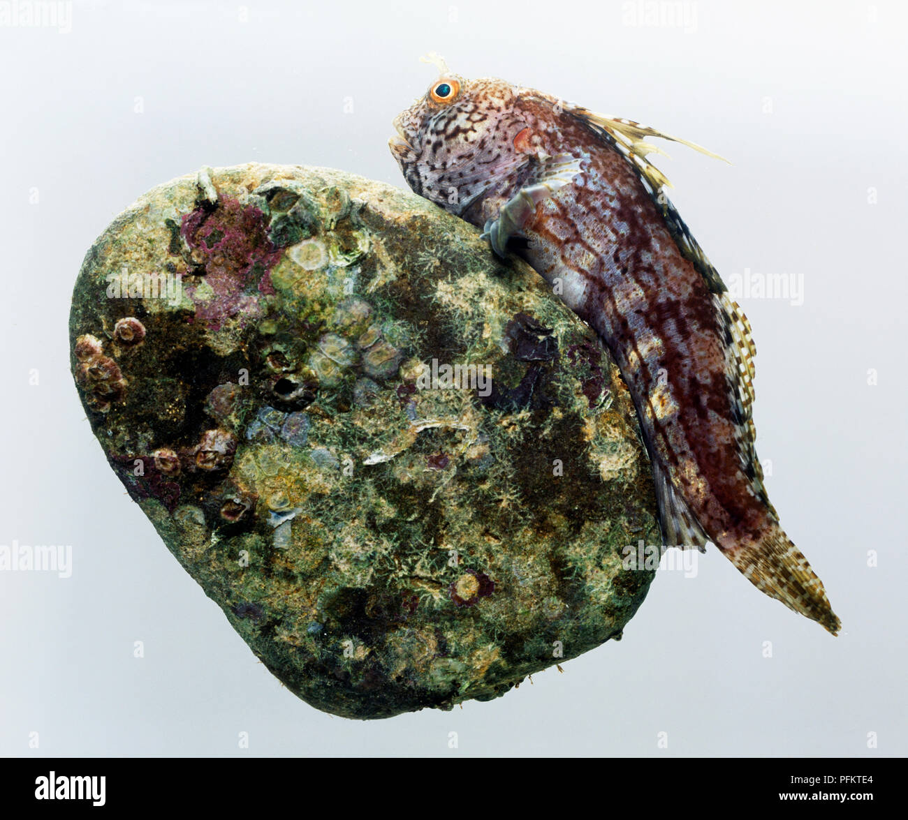 Butterfly blenny (Blennius ocellaris) on a rock, side view Stock Photo