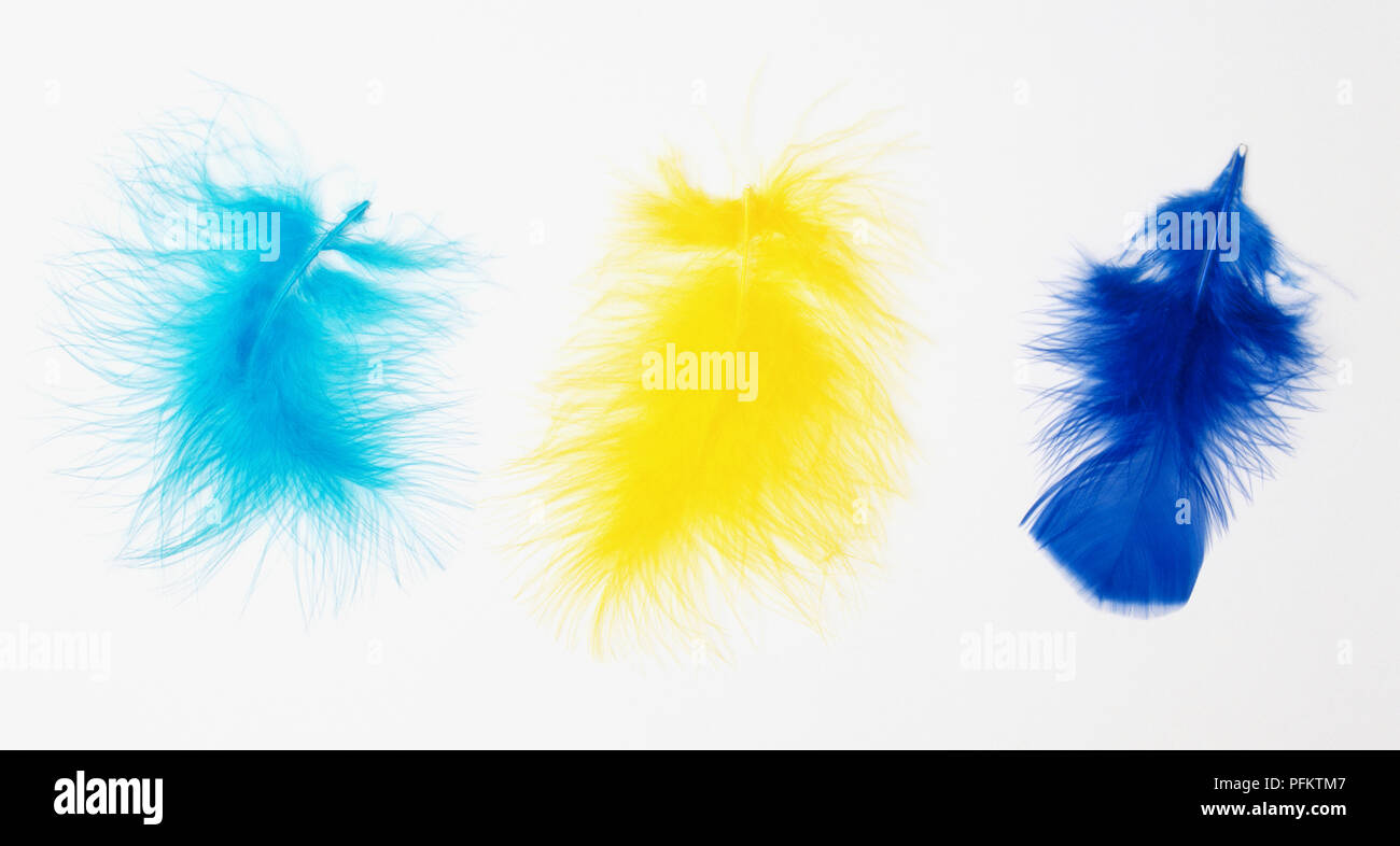 Three feathers - dark blue, light blue and yellow. Stock Photo