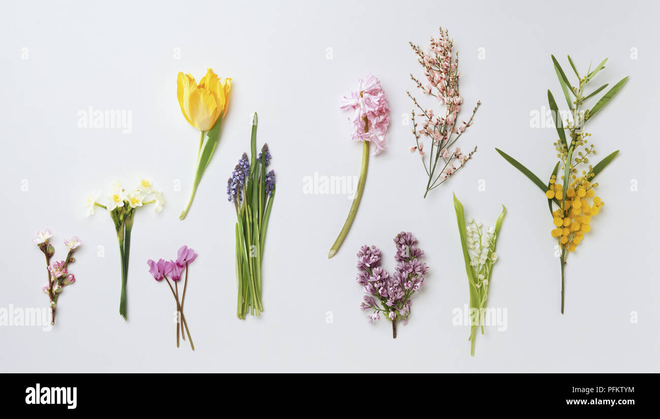 Colourful selection of cut flowers, including Cherry Blossom, Narcissus, Persian Cyclamen, Grape Hyacinth, Tulip, Hyacinth, Broom, Wattle, Lilac and Lily-of-the-Valley Stock Photo