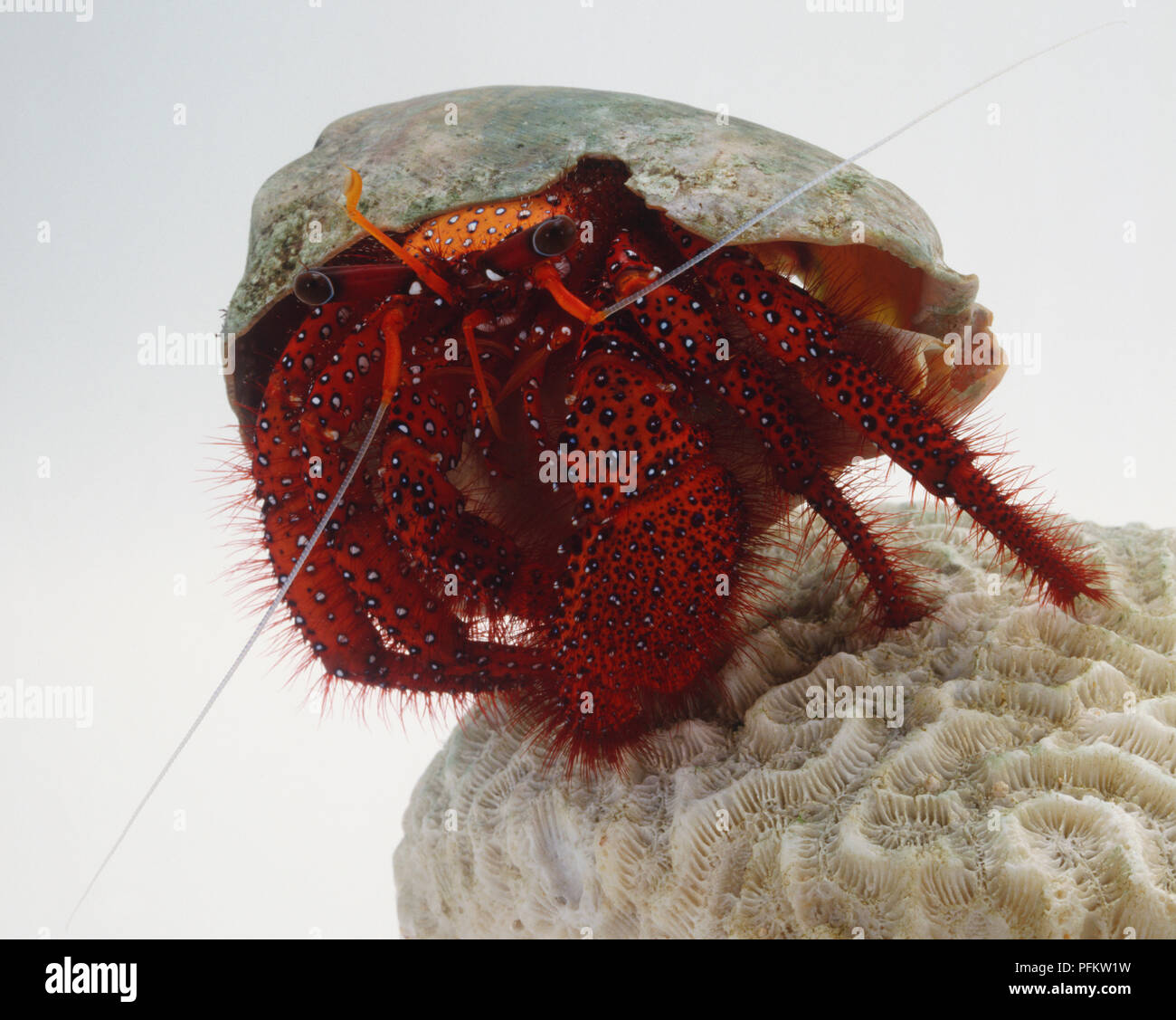 Dardanus megistos, Hermit Crab, red with bright black and white dots for camouflage, large eyes on end of stalks, ten legs with two huge pincers, standing on coral, front view. Stock Photo
